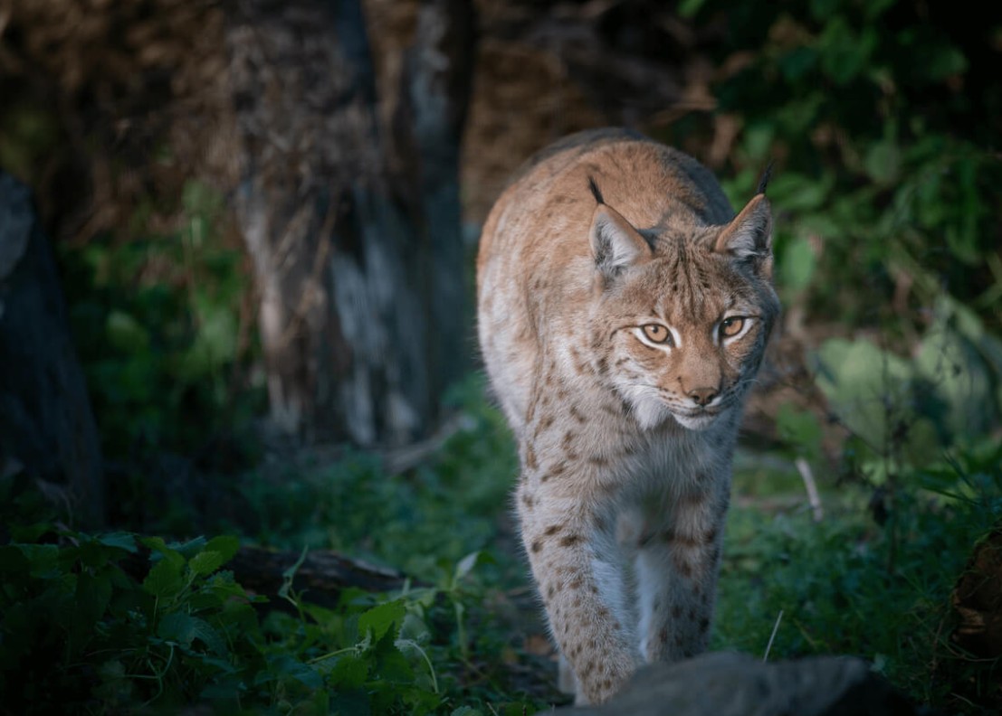 Beale Wildlife Park