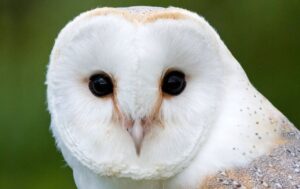 Discover Suffolk Owl Sanctuary Owls, Raptors & Fun for All!