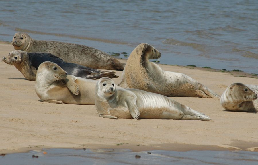 Experience Seal Watching at Blakeney Point with Beans Boats