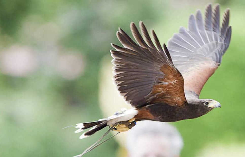 Get Close to Hawks and Eagles at National Centre for Birds