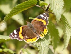 Pili Palas Butterfly House & Exotic Animals in Anglesey