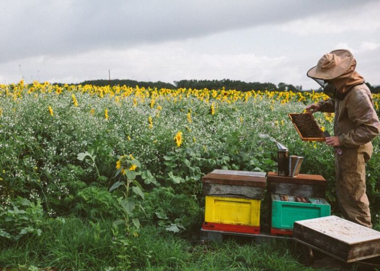 Quince Honey Farm