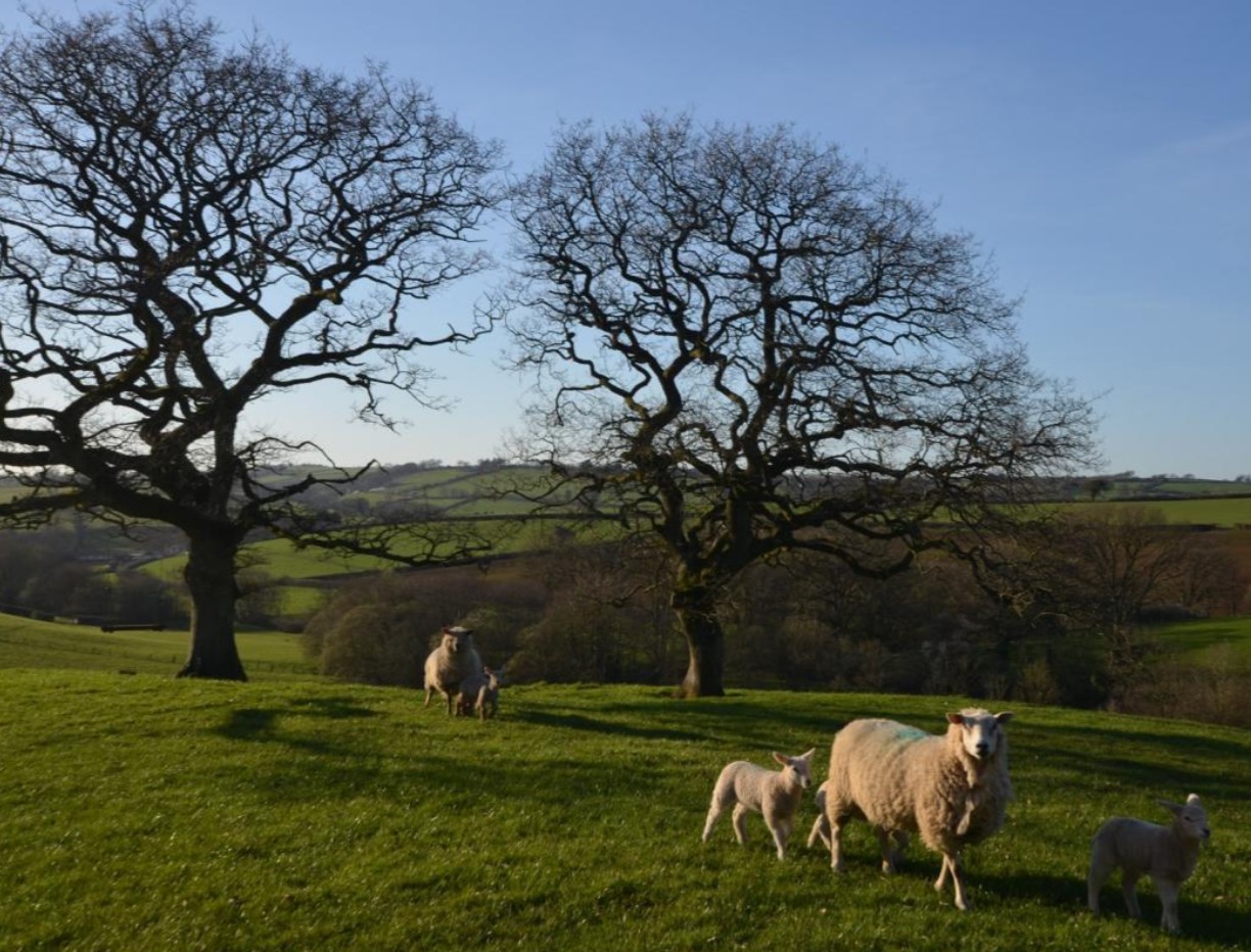 Shepherds Joy At Binneford Farm views