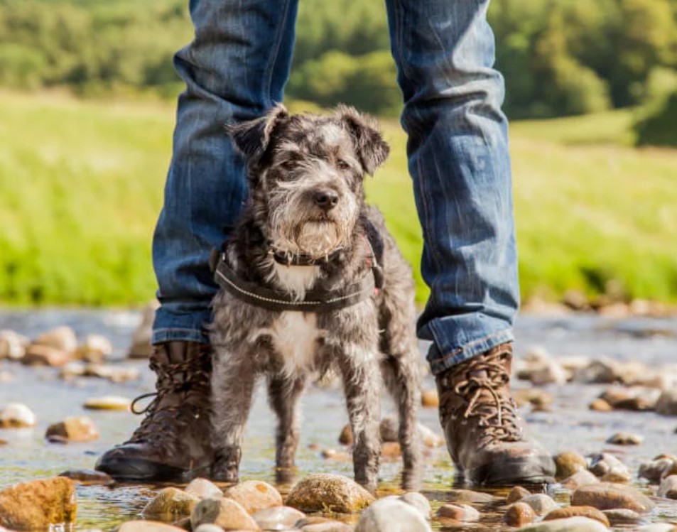 Things to Do in West Wales with Your Dog