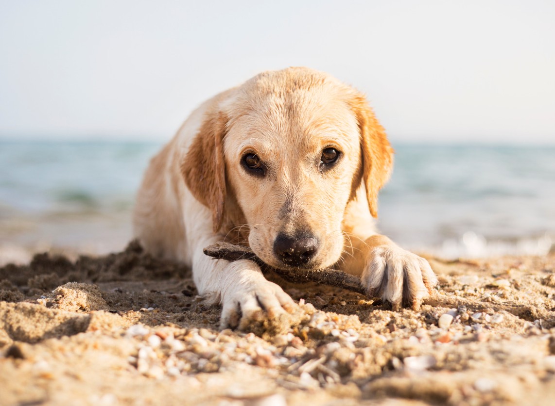 Dog-Friendly Beaches in Anglesey