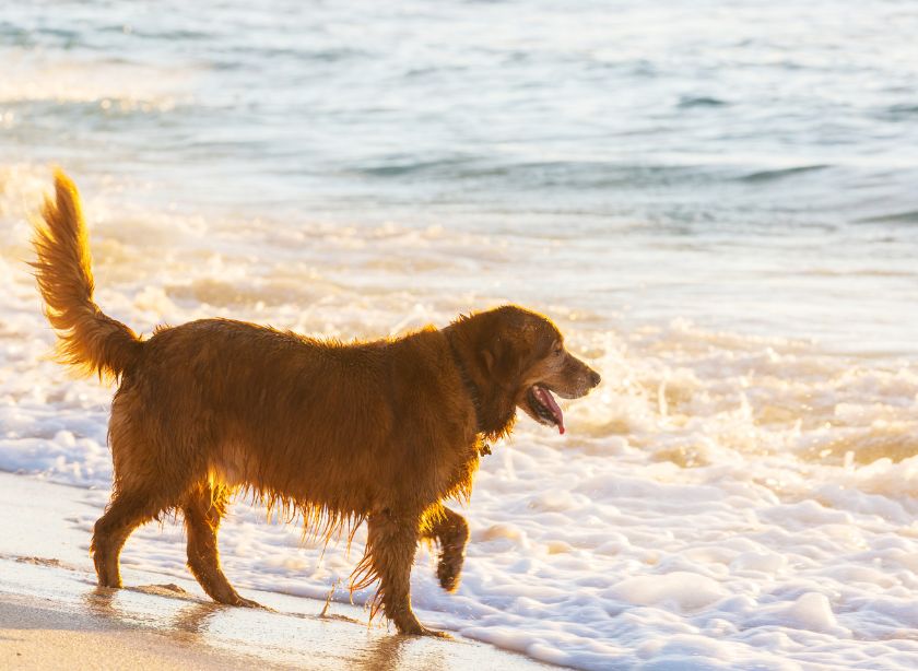 Dog-Friendly Beaches in Edinburgh