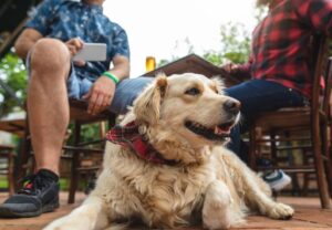 Dog Friendly Days Out in Hampshire Every Pet Owner Must Try