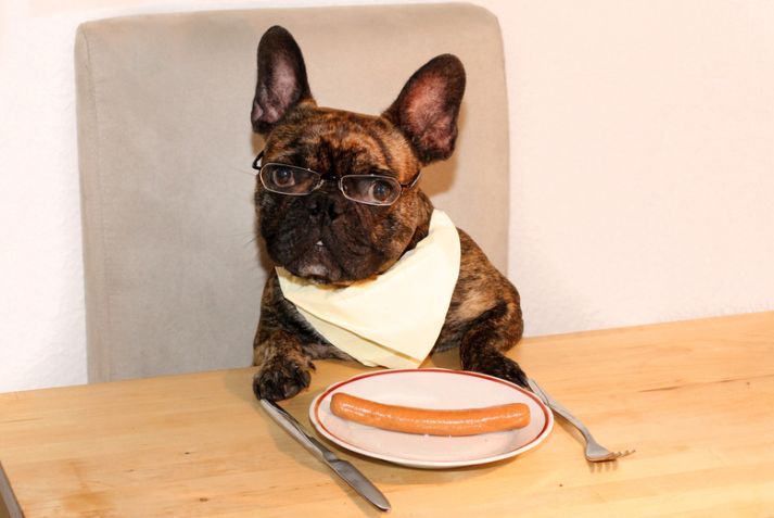 Dog-Friendly Dining Options