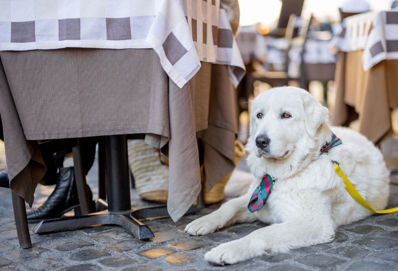 Dog Friendly Restaurants, Cafes & Pubs