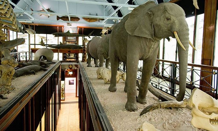 Natural History Museum at Tring