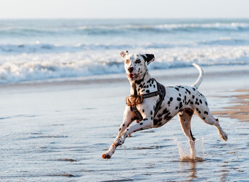 Pembrokeshire's Beaches are a pooch paradise