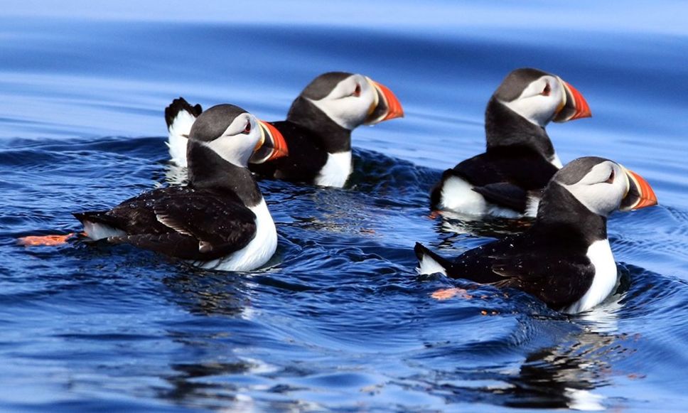 Take a Boat Trip to Puffin Island