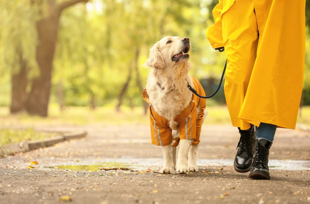 Things to Do in Anglesey with Your Dog